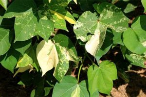 شیمر در گیاه پنبه