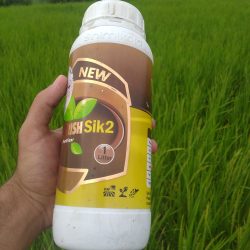 علی رحمان زاده زیدی از سورک